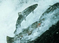 pacific northwest salmon jumping
